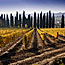 PAESAGGIO TOSCANO - AREZZO, SIENA , PISA - 2011