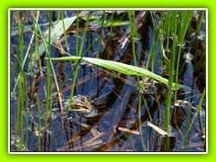 Cerkniško jezero (35)