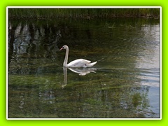 Cerkniško jezero (40)