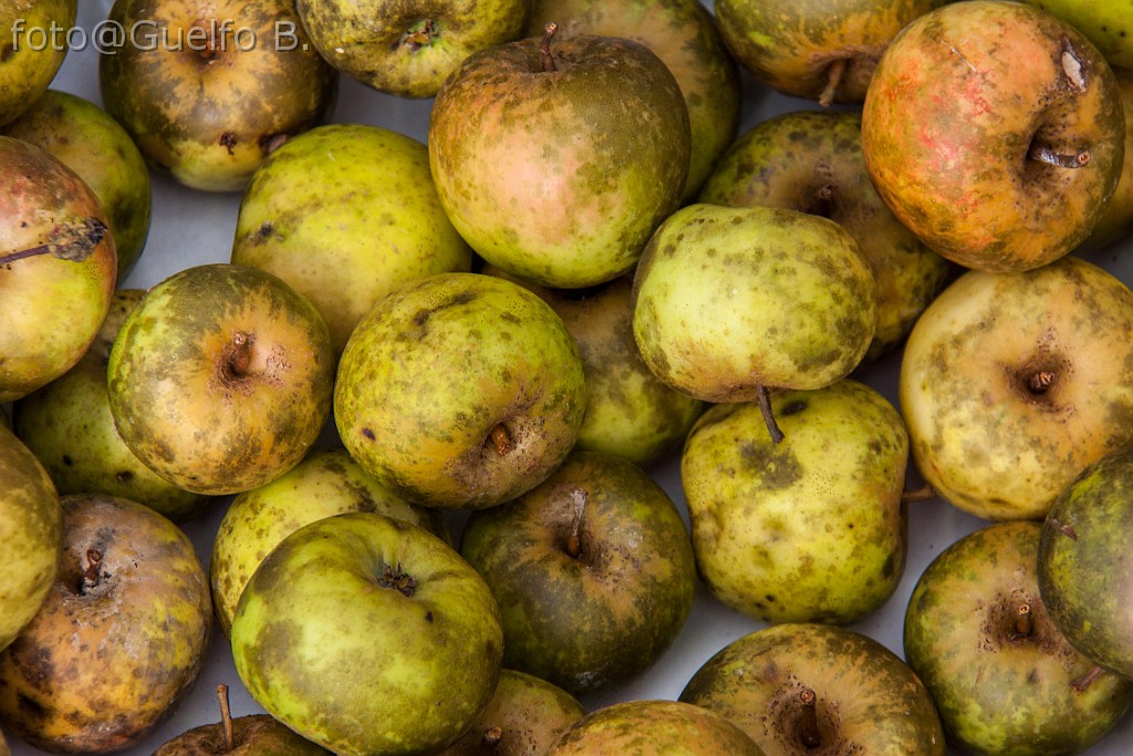 I COLORI DELLA NATURA - LAMON - 21-9-2014    (18)