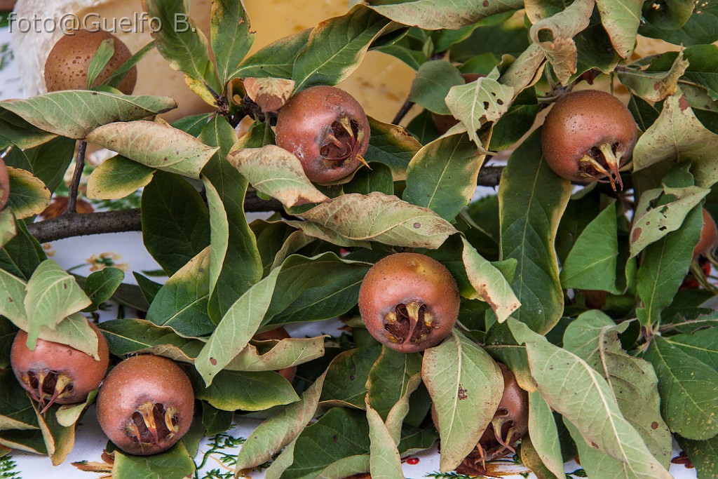 I COLORI DELLA NATURA - LAMON - 21-9-2014    (22)