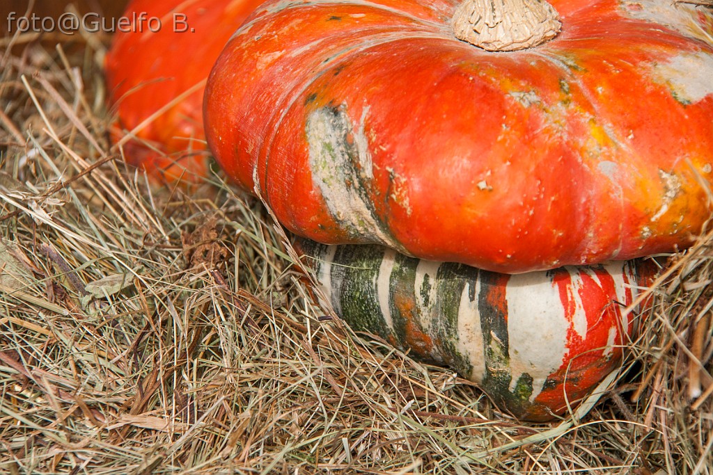 I COLORI DELLA NATURA - LAMON - 21-9-2014    (23)