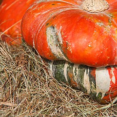 I COLORI DELLA NATURA - LAMON - 21-9-2014 (23)