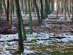 09-12-2012 PASSEGGIATA FUORI CASA     005