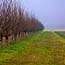 GIRO IN BICI , CAMPAGNA PADOVANA , 05 GENNAIO 2013