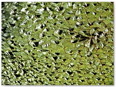 ORTOBOTANICO  (0)