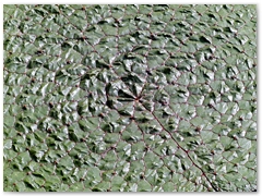 ORTOBOTANICO  (12)