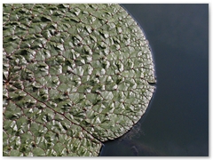 ORTOBOTANICO  (13)