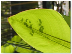 ORTOBOTANICO  (14)