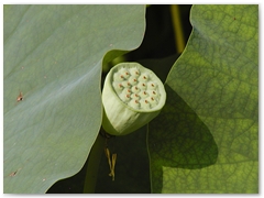 ORTOBOTANICO  (15)
