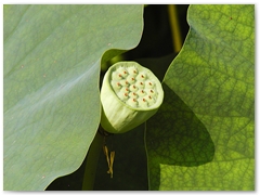 ORTOBOTANICO  (16)