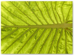 ORTOBOTANICO  (17)