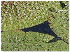 ORTOBOTANICO  (18)
