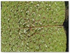 ORTOBOTANICO  (19)