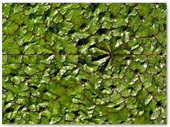 ORTOBOTANICO  (2)