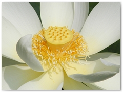 ORTOBOTANICO  (20)