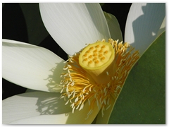 ORTOBOTANICO  (21)