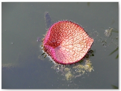 ORTOBOTANICO  (3)