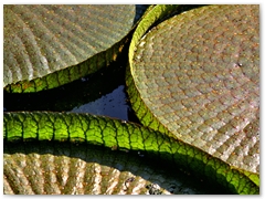 ORTOBOTANICO  (4)