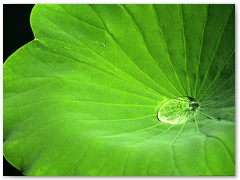 ORTOBOTANICO  (5)
