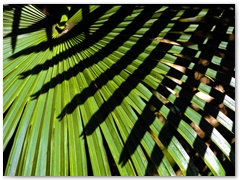 ORTOBOTANICO  (6)