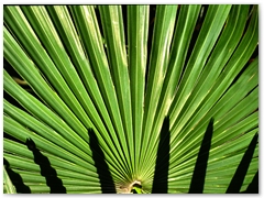 ORTOBOTANICO  (7)