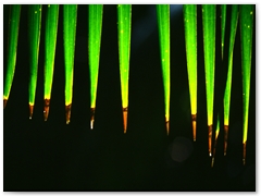 ORTOBOTANICO  (8)