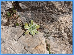 22 OTTOBRE 2011 - RIFUGIO DAL PIAZ52